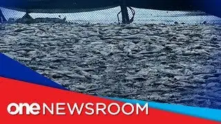 Batangas fish kill damage hits P42.9M