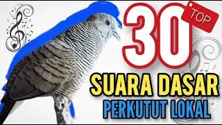 TOP 30 Suara Dasar Perkutut Lokal