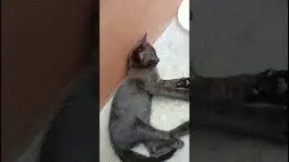 #cat #whowillbemylifepartnerta #cats #enjoy #petlover #animals #rabbit #trending #short #shortsfeed