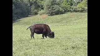 7a  Wild Wind Buffalo Preserve