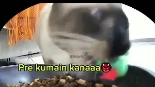 Pov: Snake x cat fnf leak be like fr fr: