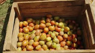 Shamba Shape Up Sn 7 - Ep 13: Tomatoes, Certified Seeds, Conservation Agriculture  (Swahili)