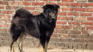 Bhotiya Dog Breed || Vlog - 258
