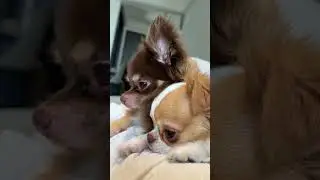 Couple&lsquo;s daily life~ #dog #chihuahua #chihuahuafanclub #cute #cuteness #puppy #pets #animals