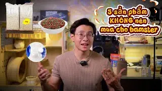 99% người mới nuôi Hamster đều mua sai 5 món này #hamster #dechehamstervachinchilla