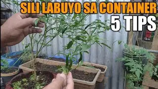 5 Tips Para maparami ang Bunga ng Sili Labuyo sa Container - Air Pruning