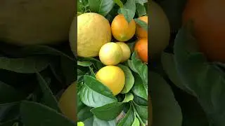 Немного цитрусового настроения 🍊 #лимон #лайм #цитрус #limon #citrus #lime #shorts