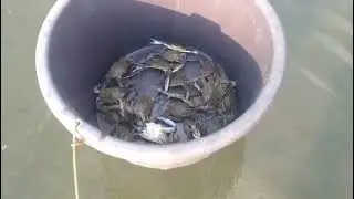 Entraron jaibas🦀 del mar para el mojo de ajo🧄