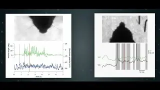 Cellular Mechanisms of Brain Function