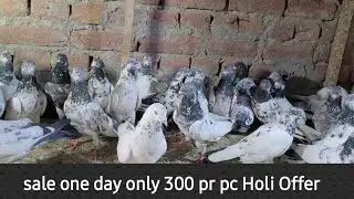 # PIGEON  ONE DAYS SALE 300 PR PC13/3 2024 Holi offer Time  10 AM To 5PM
