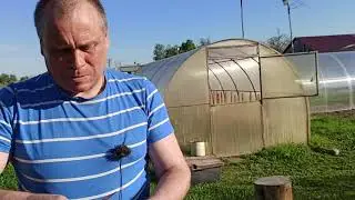 16 Мая l ОБРЕЗАЮ СОЦВЕТИЯ на РЕВНЕ