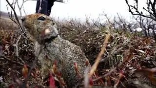 How soil and squirrels offer cues on Alaska climate change