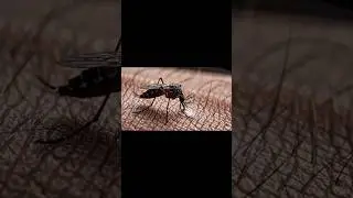 5 Deadliest Animals in the World #Shorts