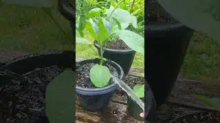MON JARDIN EN POT. REUSSITE TOTALE #jardin #ecoledejardinage #potager #astuce #garden #potage #fruit
