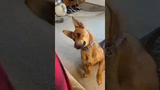 Playing With Zoey #puppy #chiweenies #animals #funny