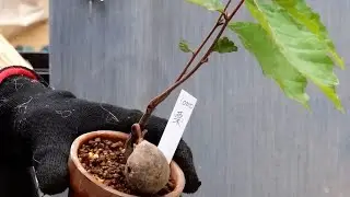 植え替えしてたら栗の実から生えてきた木を思い出した！【With subtitles】
