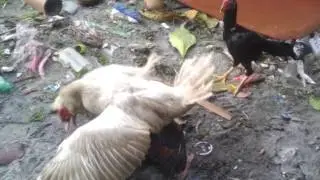 Rooster vs. Duck