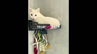This girl greets her cat in a special way 🥺🐱 #shorts