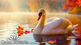 🍂 Magic Autumn Ambience &bull; Cozy Fall Colors, Soft Light & Relaxing Piano Music