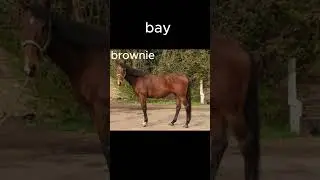 good horse names ( my opinion ) | horse.obsession :)