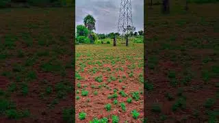 கிராமத்து வாழ்க்கை ❤️✨💥 #Kiramam #likesharesubscribe #like #nature #Comment #farming