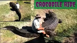 fearless man riding crocodile || Lony Animals