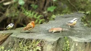 Videos for Cats : Bird World and A Cheeky Mouse