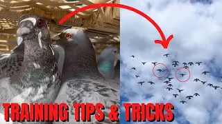 Pigeon TRAINING FLIGHT Tips & Tricks