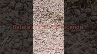 Batata doce 🍠 brotando que maravilha !!! @ComunidadeOra&ccedil;&atilde;oMiseratusPius  se inscreva !!!