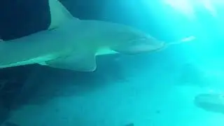 Critically Endangered Small Tooth Saw Fish