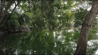 Swamp Ambience with Insects and Cricket Sounds for Relaxation, Sleeping and Meditation