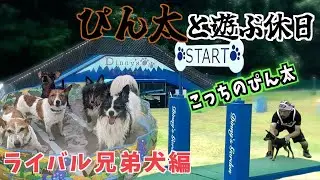 ミニピンぴん太と遊ぶ休日ライバル兄弟犬編