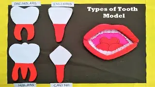 TEETH MODAL Making Using Paper and Cardboard | science project | DIY | craftpiller  | still model
