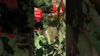 Троянда Фольклор-повторне цвітіння #троянди #rose #folklore