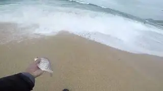 Berkely Gulp Sandworms & Barred Surf Perch