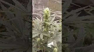 Flower week 4 Gorilla Glue & Pink Rozay #ouid #cannabiseducation