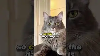 THE SLOW BLINK of cat.
