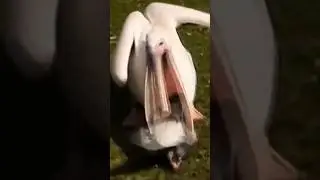 Massive Pelican Swallows a Pigeon Whole, Impressive Gular Pouch! #wildlife #nature #fyp #shorts #yt