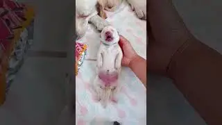 Cute and funny baby dogs show you happy - Houlii Puppy