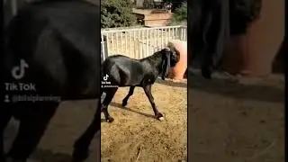 Black King |Beetal Breeder| of bilal Gujjar #beetal #goats #goatfarming #breeding #shorts