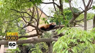 JAPAN TRAVEL | Kobe Oji Zoo | Kobe's famous zoo (Part 2)