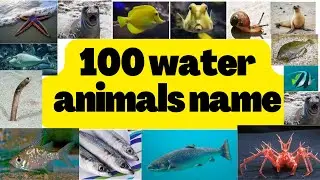 Water animals name | sea animals name | Oceanic animals name | aquatic animals name.