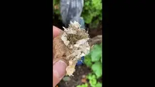 Praying Mantis babies hatching from an egg sac