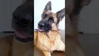 A video guaranteed to boost your serotonin #jupi_thegsd #shorts #torontodogs #germanshepherd
