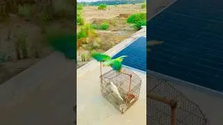 Solo flight milestone at parrot flying training🦜#birds