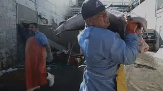 Cortez: Behind-the-scenes at one of Florida's most historic fishing village