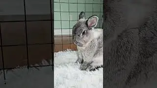 Bunny Just Passing The Time