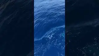 Delfini in Oceanul Atlantic in apropiere de Gran Canaria martie 2023 , Spania