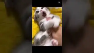 Kedos😸