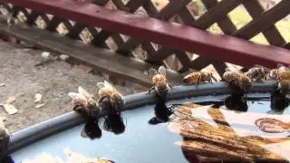 Bees Drinking Water HD